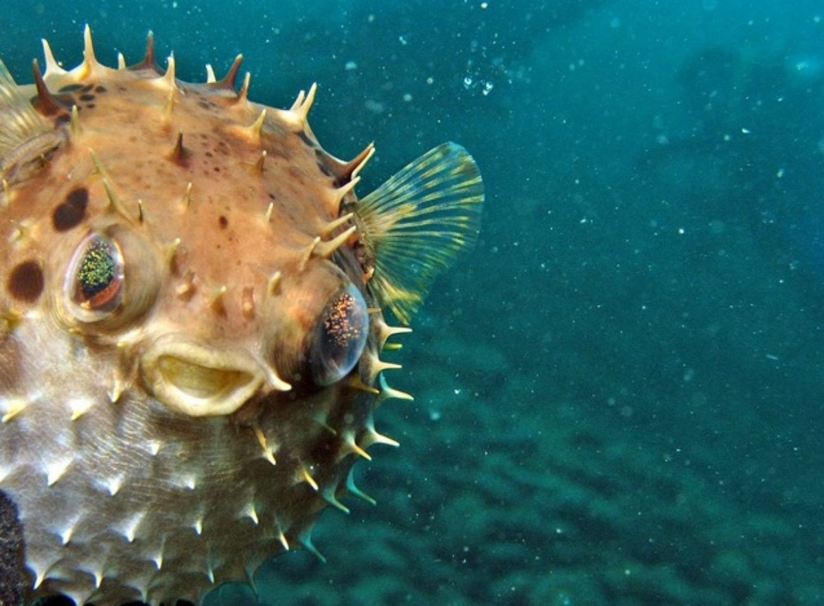 Рыба-еж длинноиглая, s /Diodon holocanthus