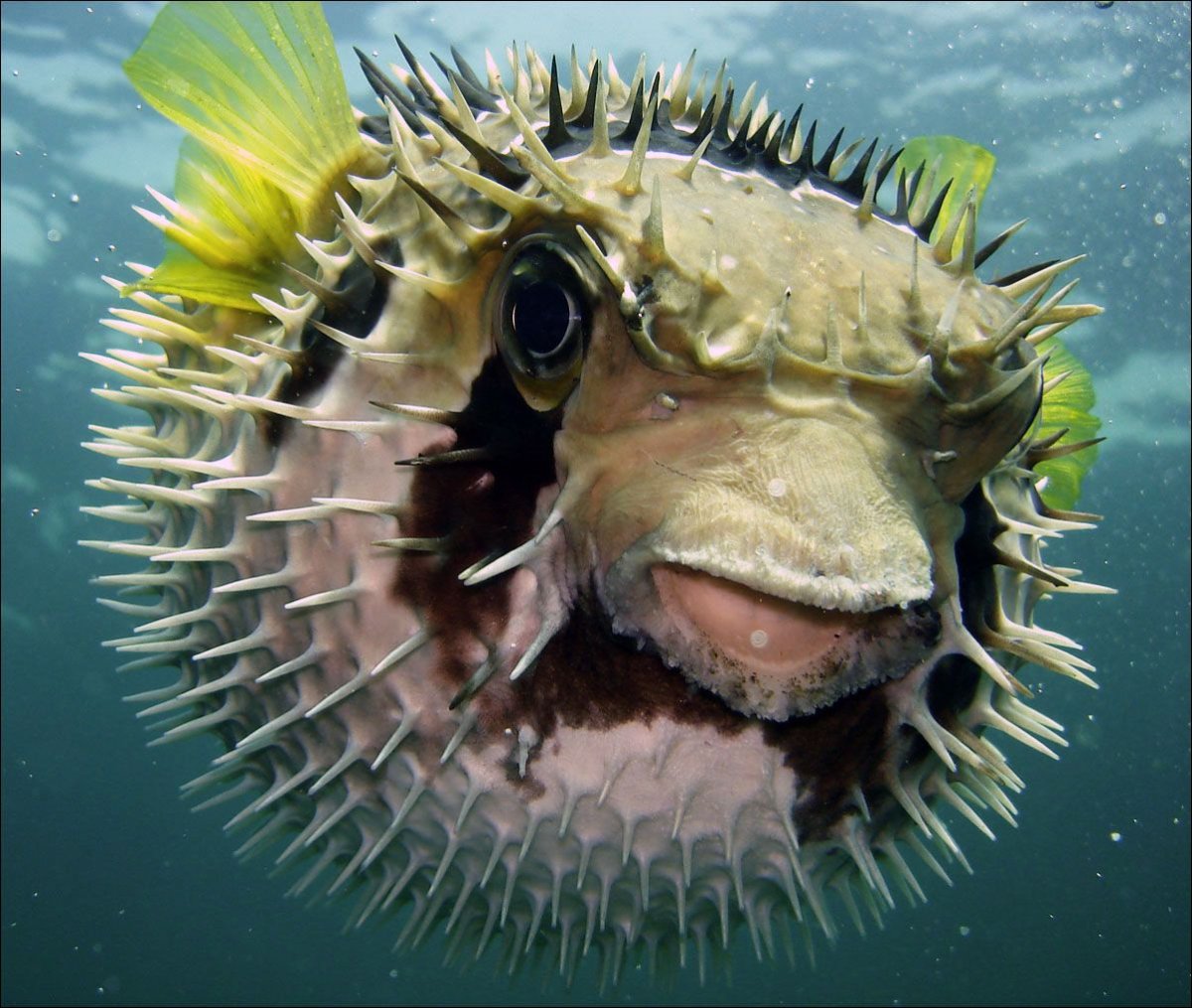 Короткошипая рыба еж