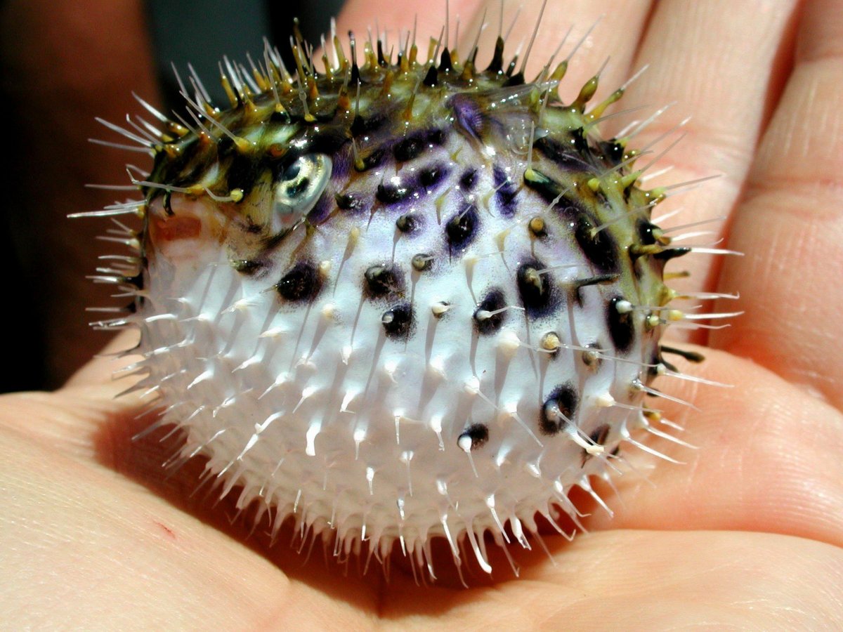 Длинноиглая рыба-ёж