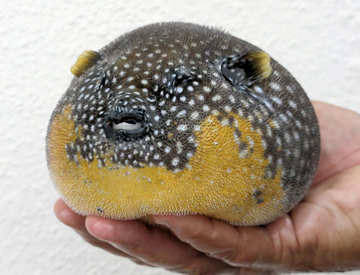 Рыба Пуффер