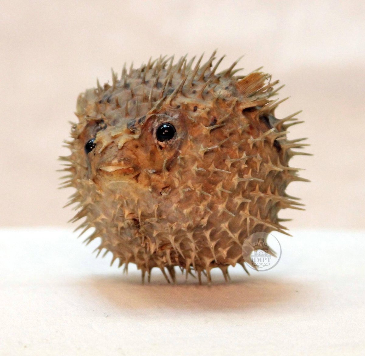 Рыба еж фугу