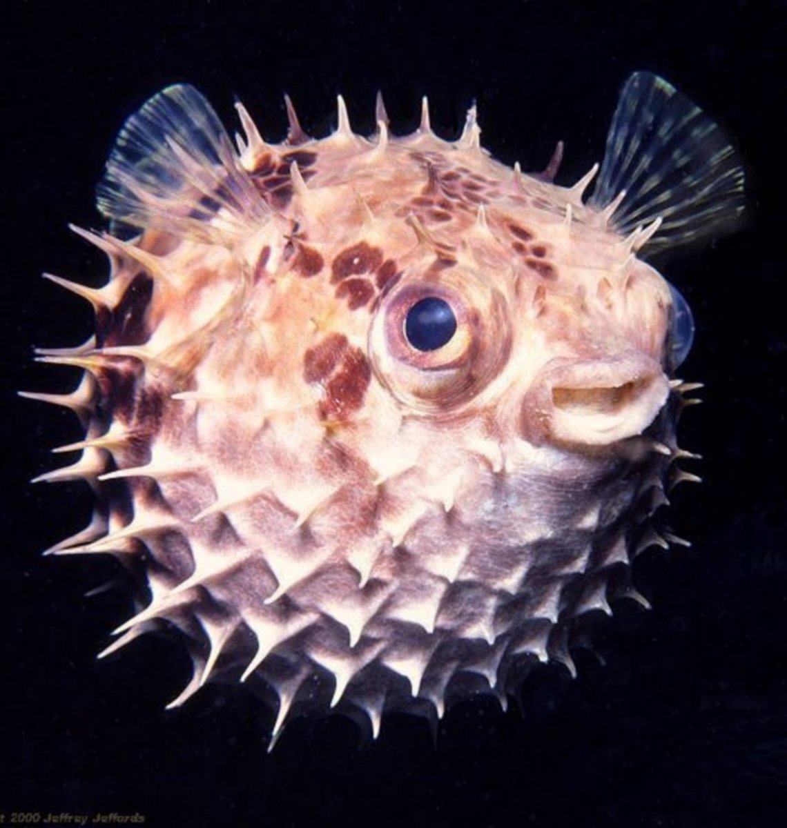 Рыба еж фугу