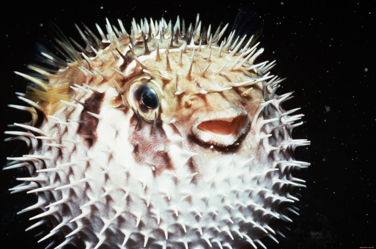 Длинноиглая рыба‑ёж — морской ёж