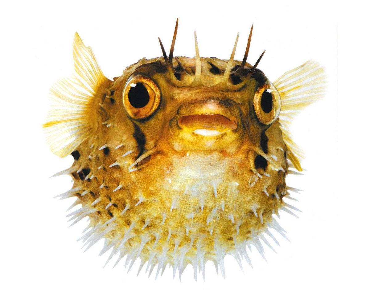 Диодон рыба еж