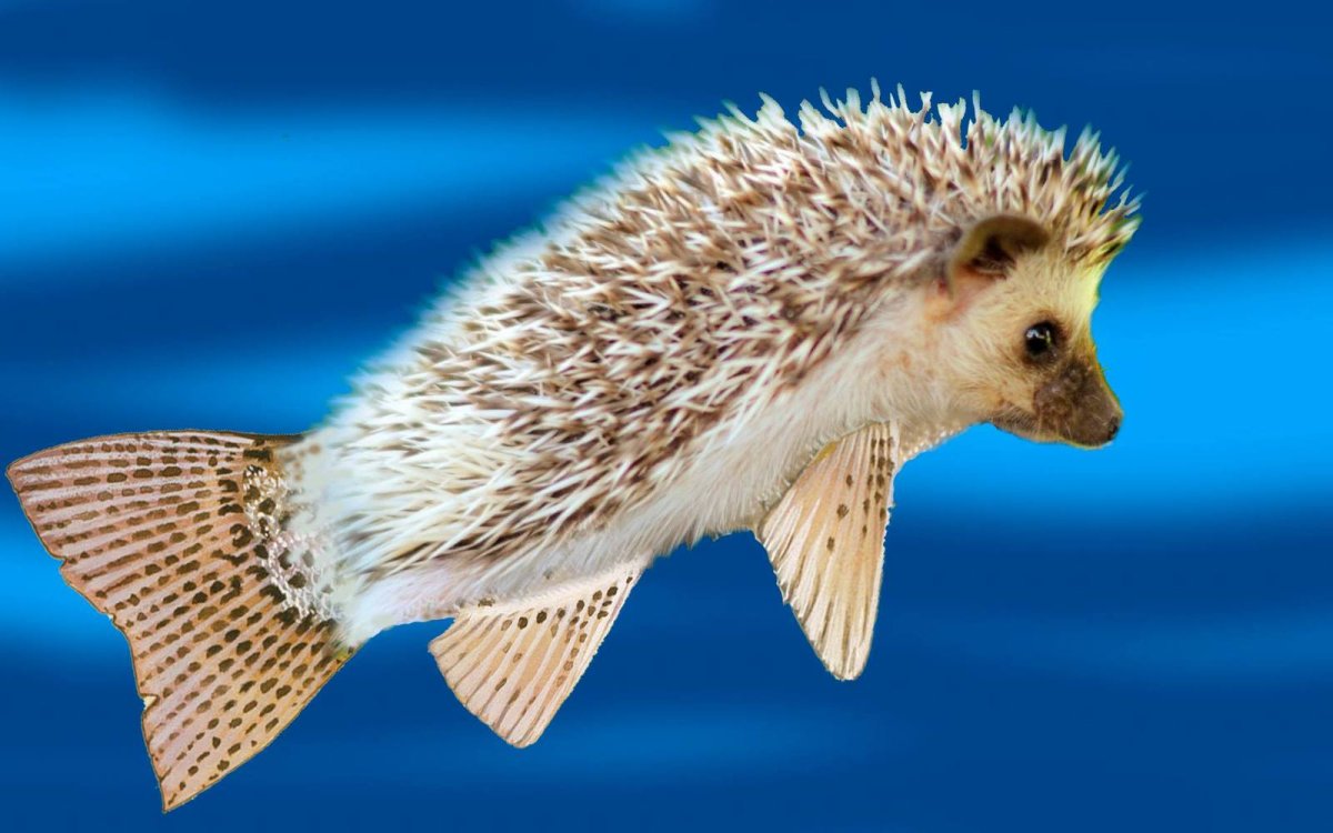 Черноморский еж рыба