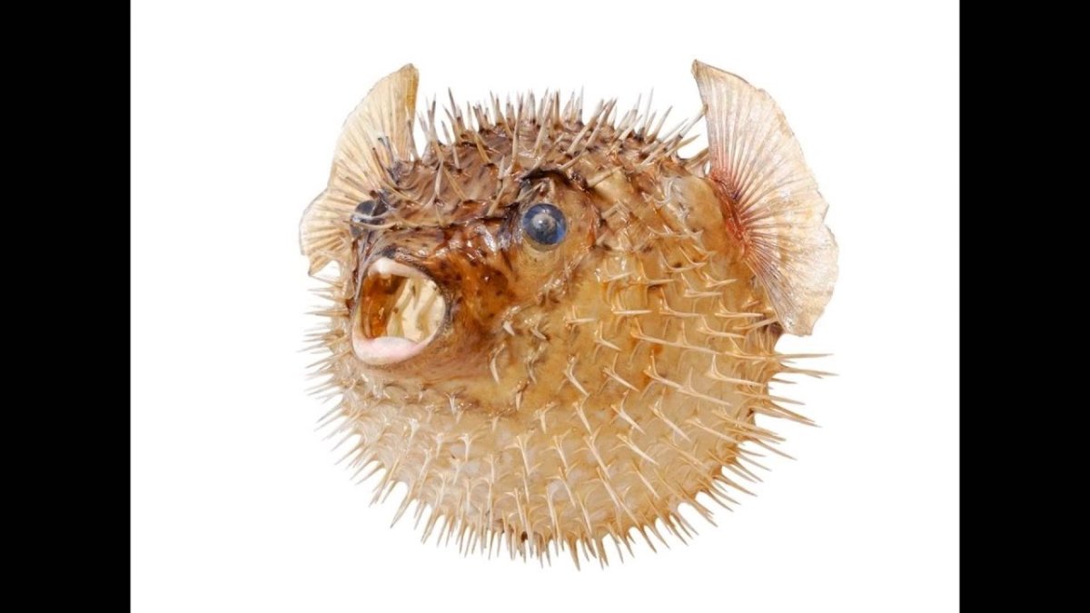 Рыба еж фугу