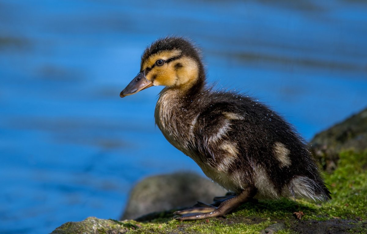 Черная кряква птенец