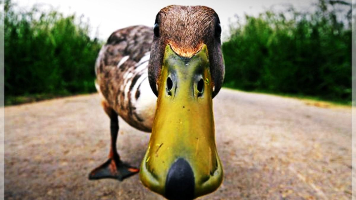 Утка прикол