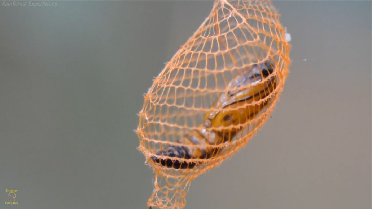 Летающий кокон