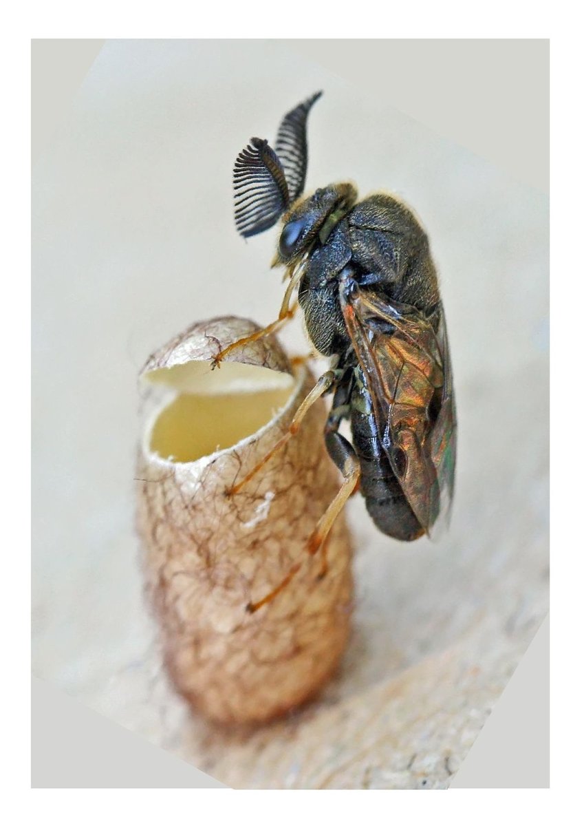 Халикодома кокон это что такое