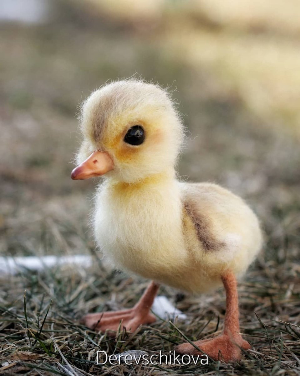Гусенок птенец