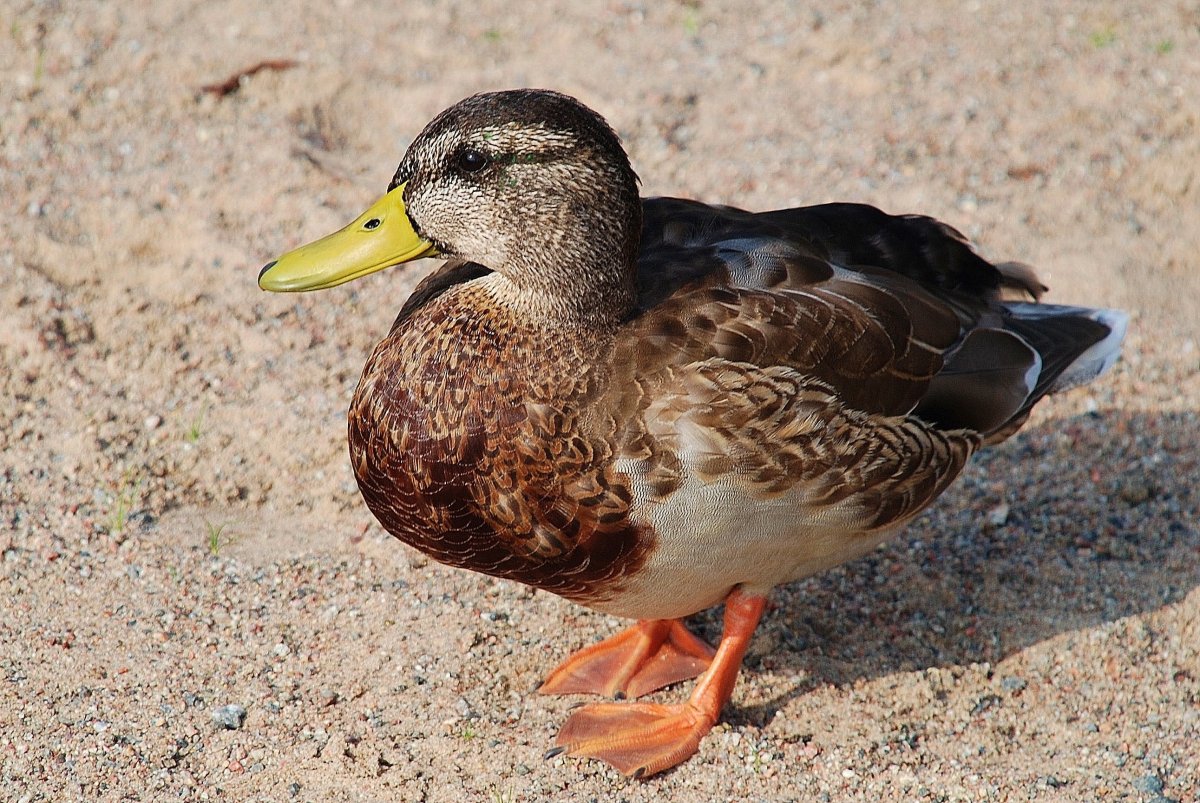 Мускатная кряква