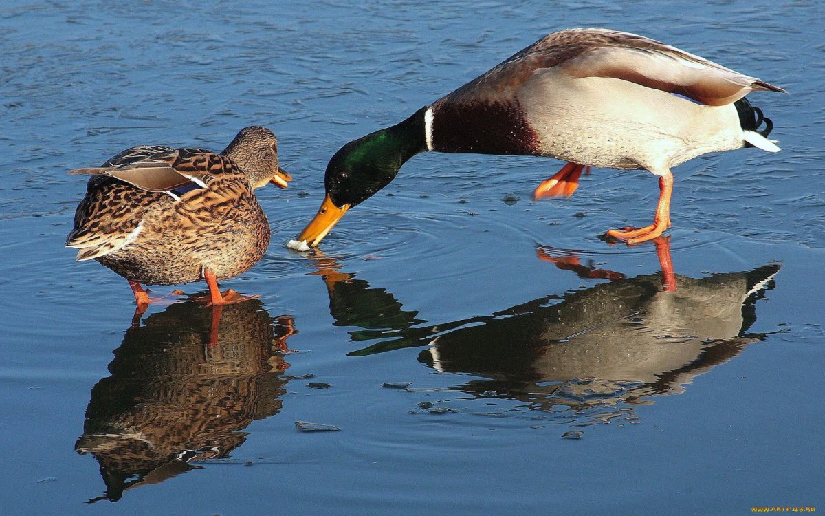 Дикие утки Украины