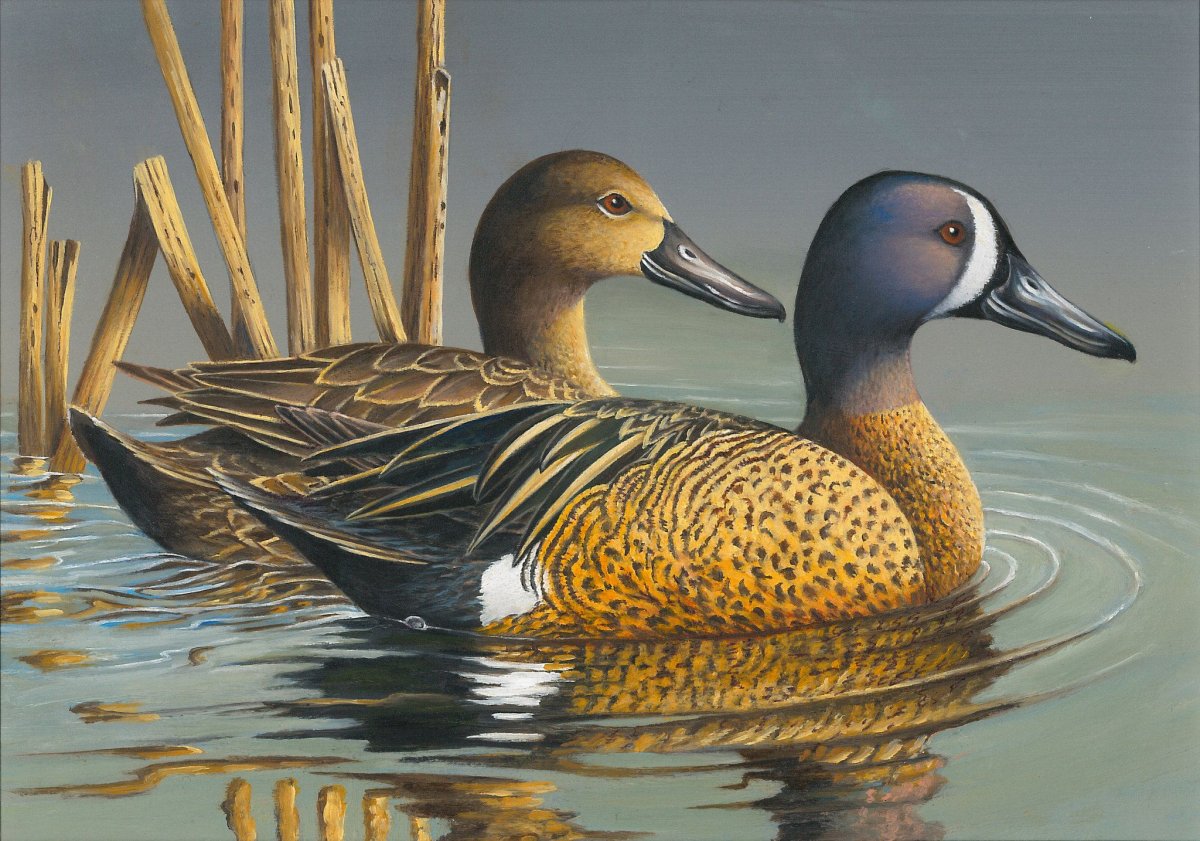 Камышовая утка
