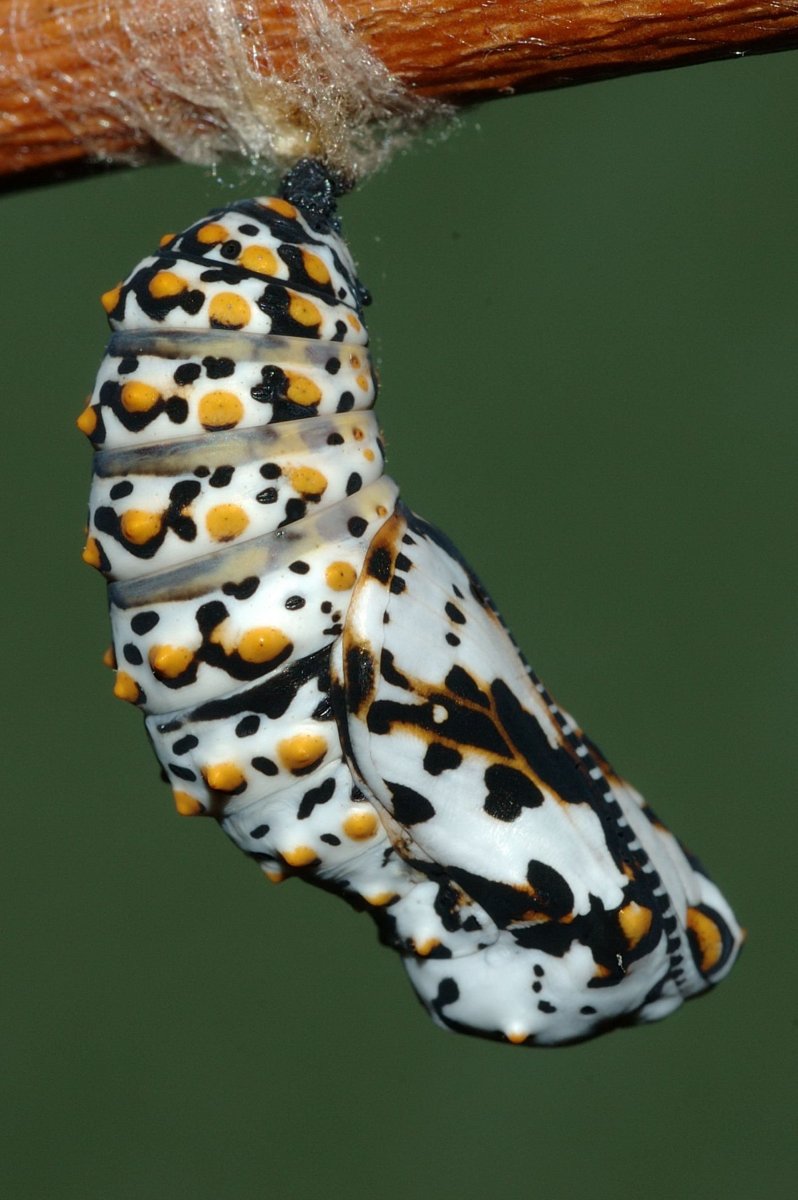 Шершень обыкновенный гнездо