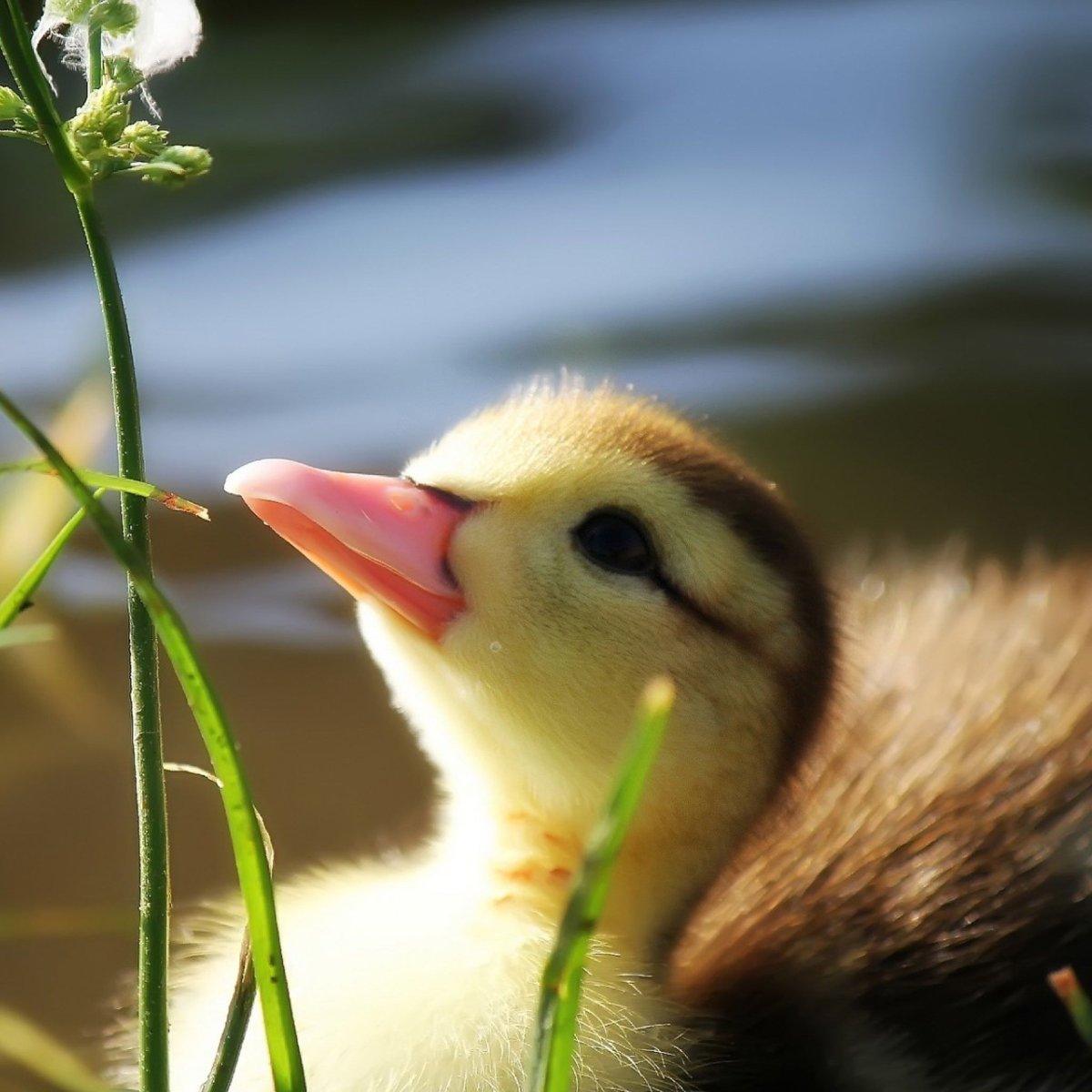 Милые уточки