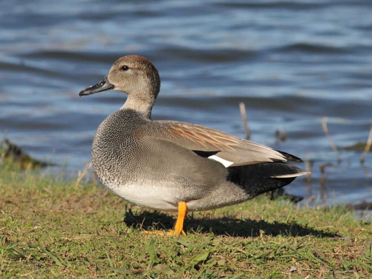 Украинская серая порода уток