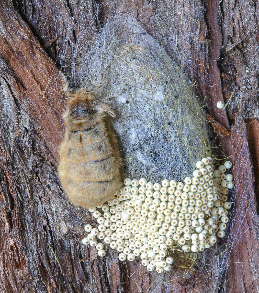 Вырваться из кокона