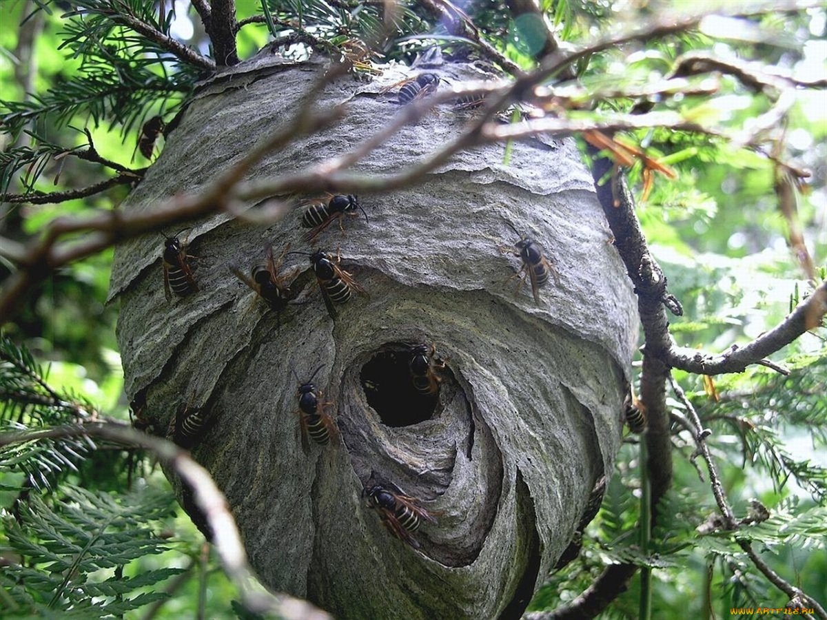 Тизания Агриппина гусеница