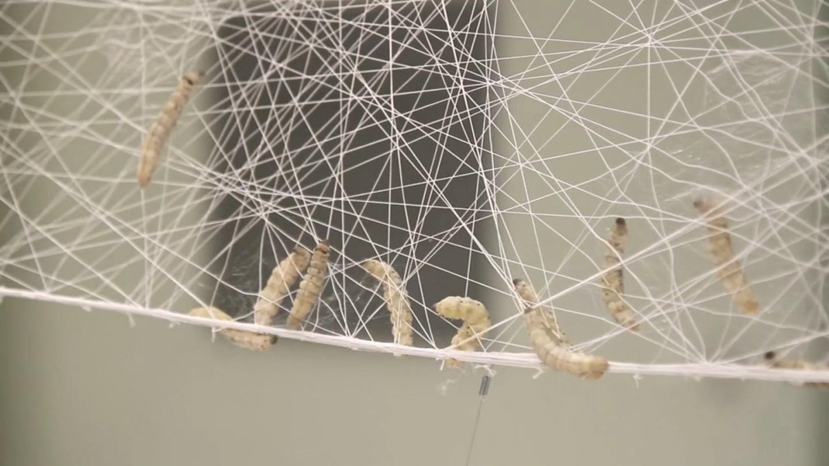 Осиное гнездо с личинками