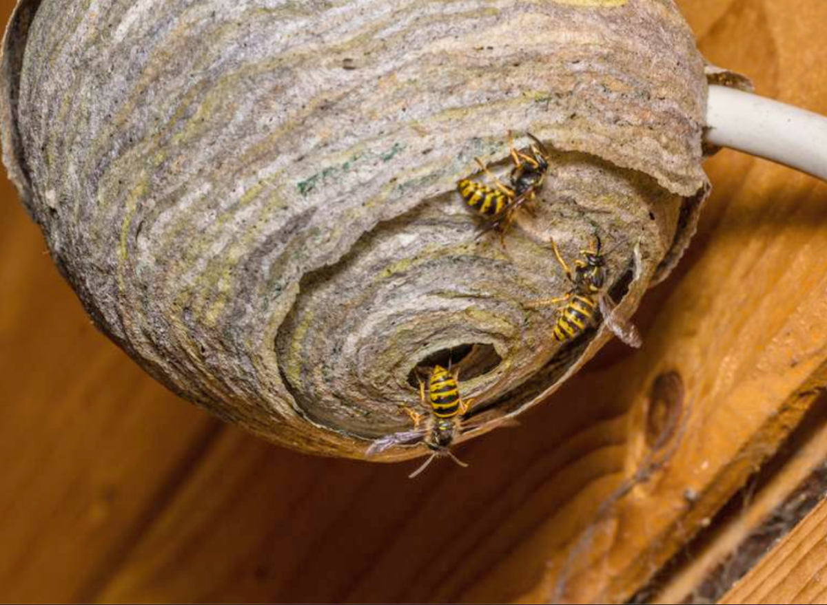 Шмелиный Рой