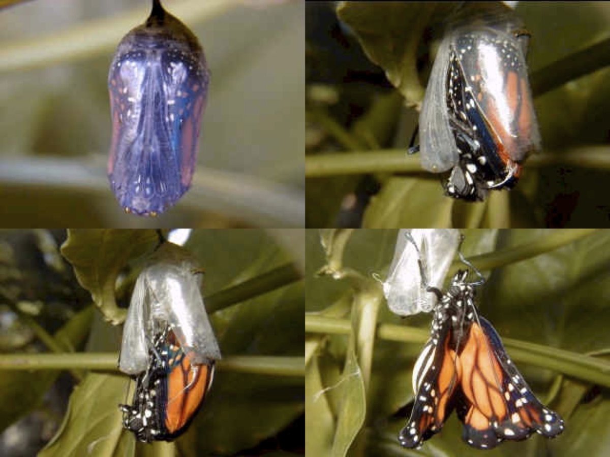 Кокон бабочки Монарх