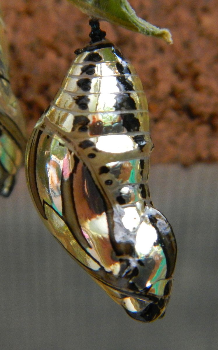 Пчелы личинками варроатоз