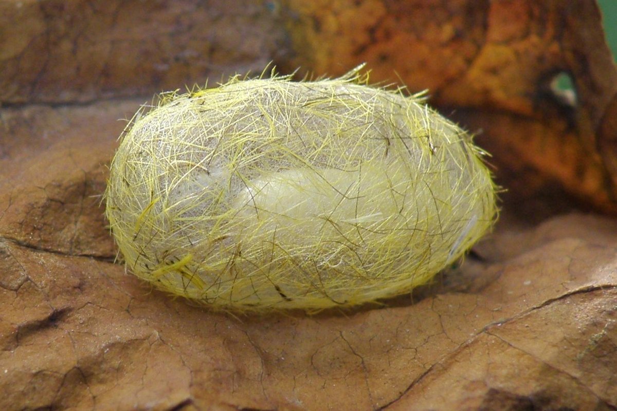 Куколка бабочки вектор