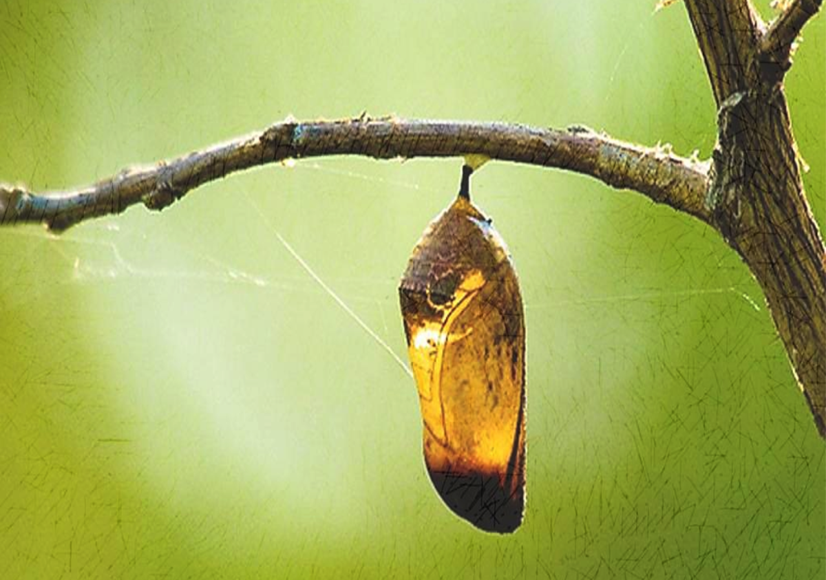 Данаида Монарх гусеница