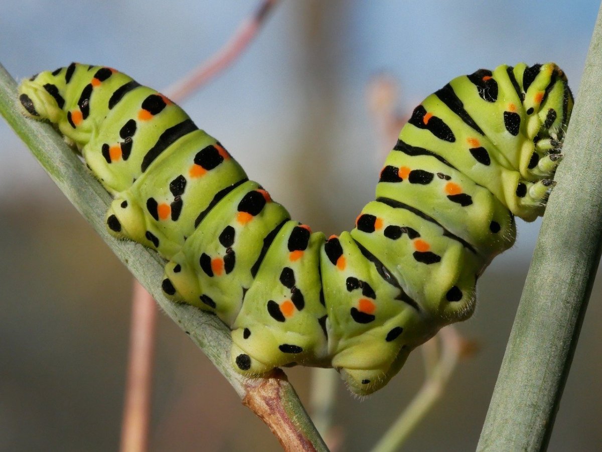 Tobacco Hornworms are the Larvae of Manduca sexta.