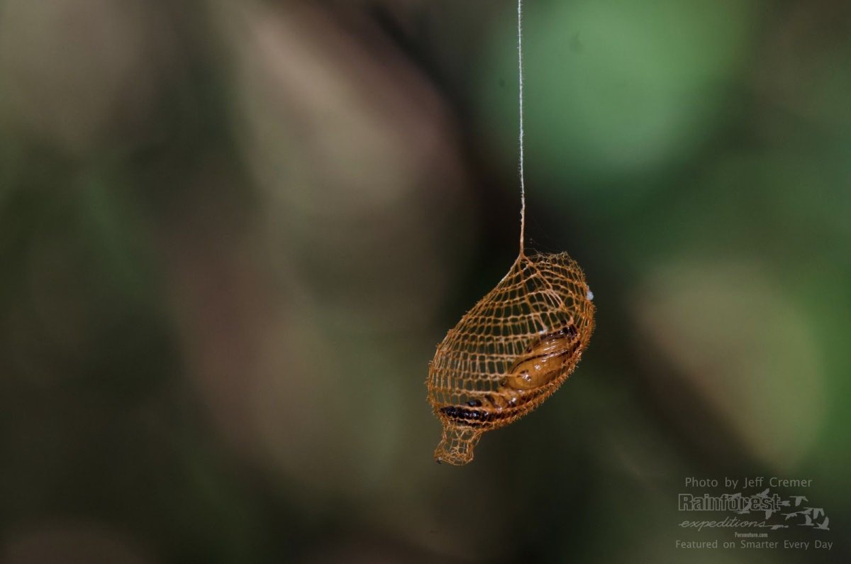 Оса Ординер гнездо