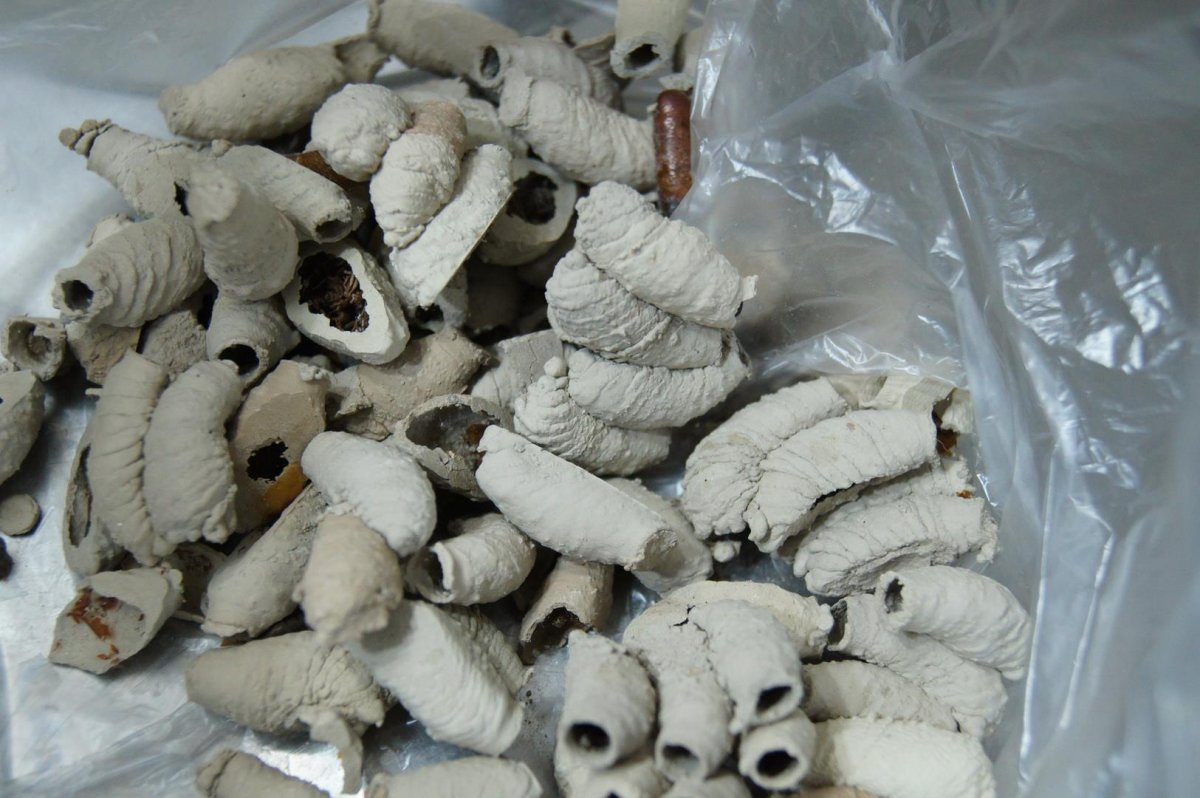 Куколка бабочки раскраска