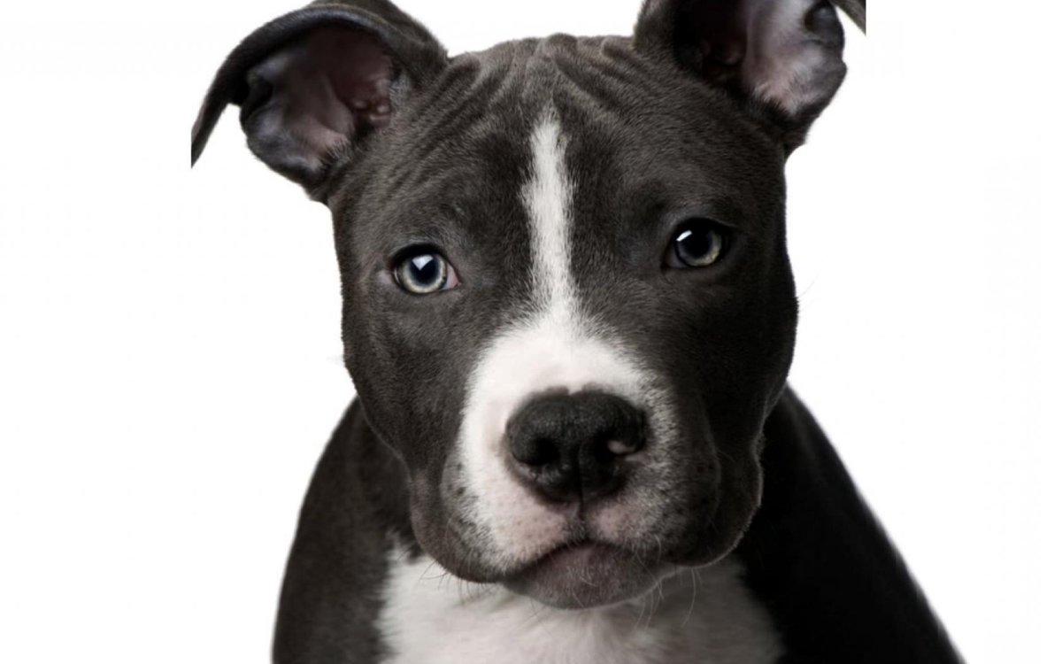 Чау-чау красный