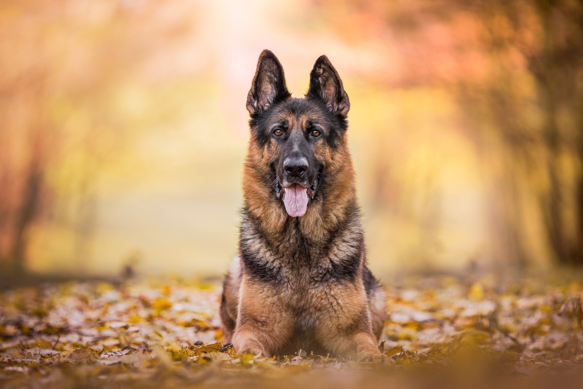 Охотничьи собаки на природе