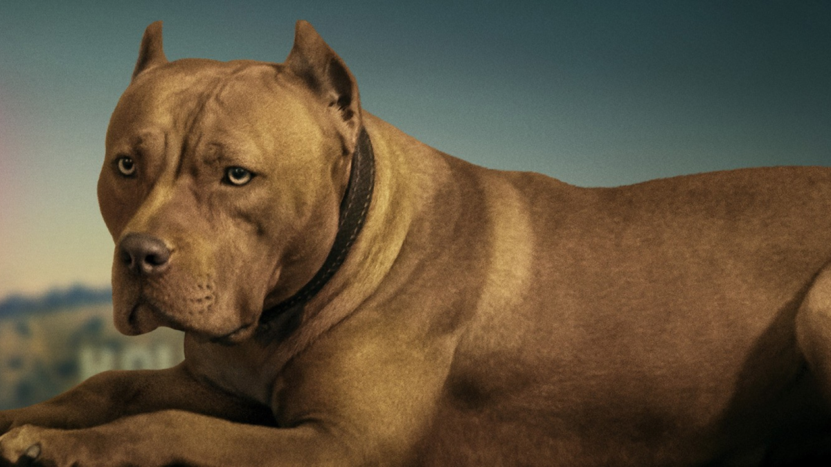 Сильвестр Сталлоне Рокки пес