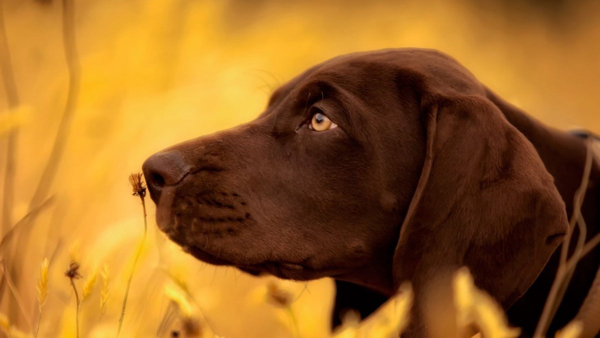 Собака дворняга с овчаркой