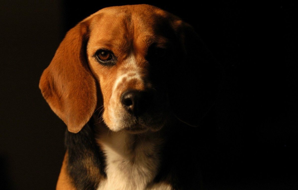 Милые щенки аусси