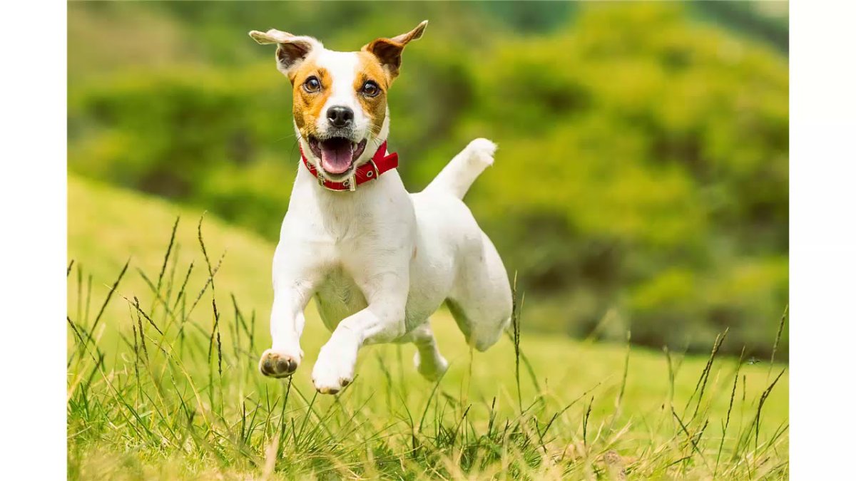 Пинчер Рассел терьер