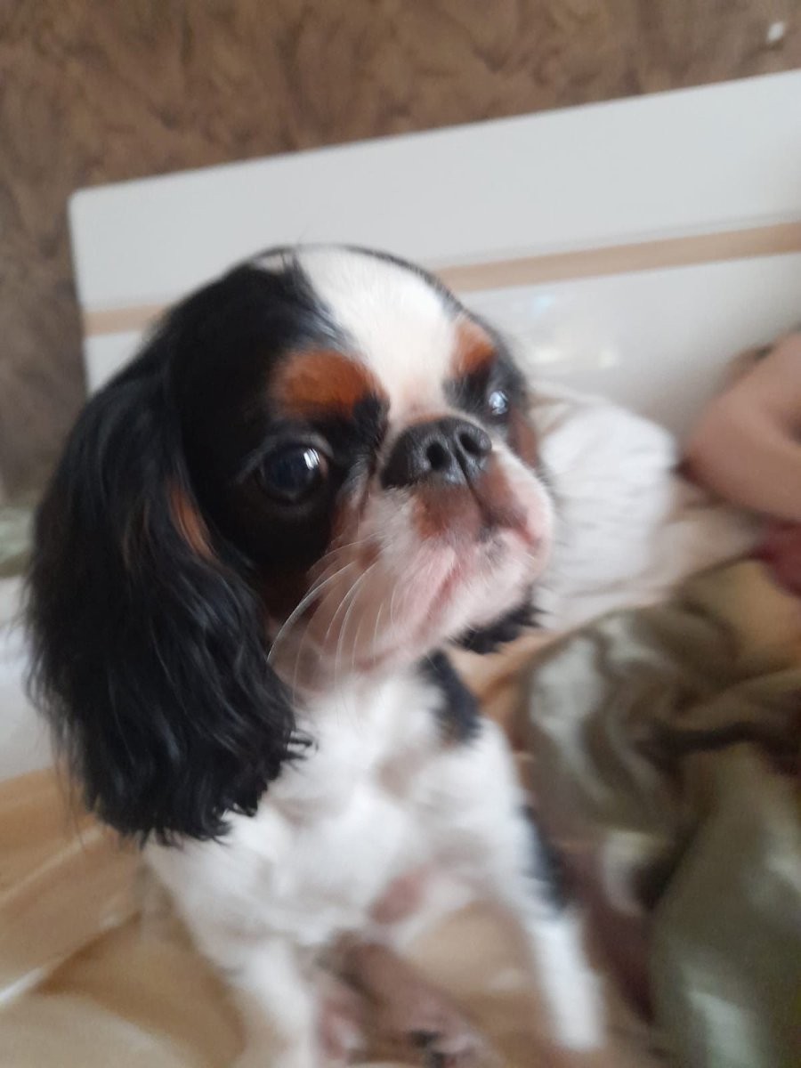 Родезийский риджбек обои