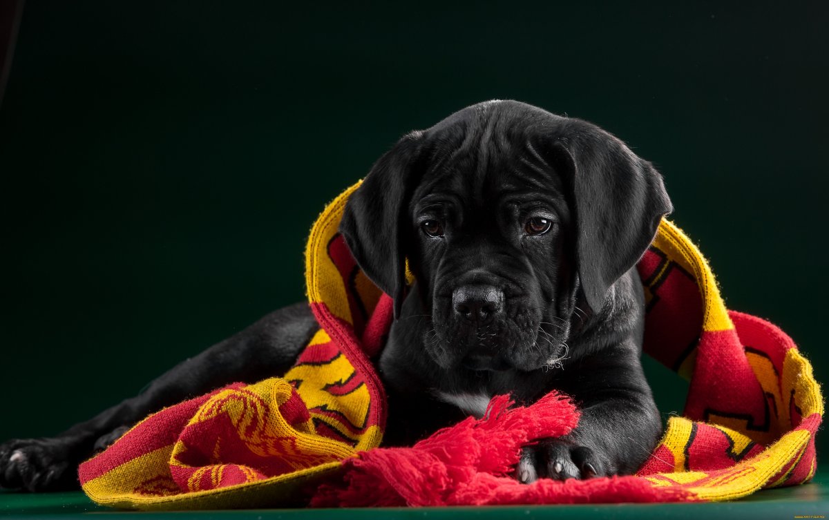 Собака Баскервилей порода