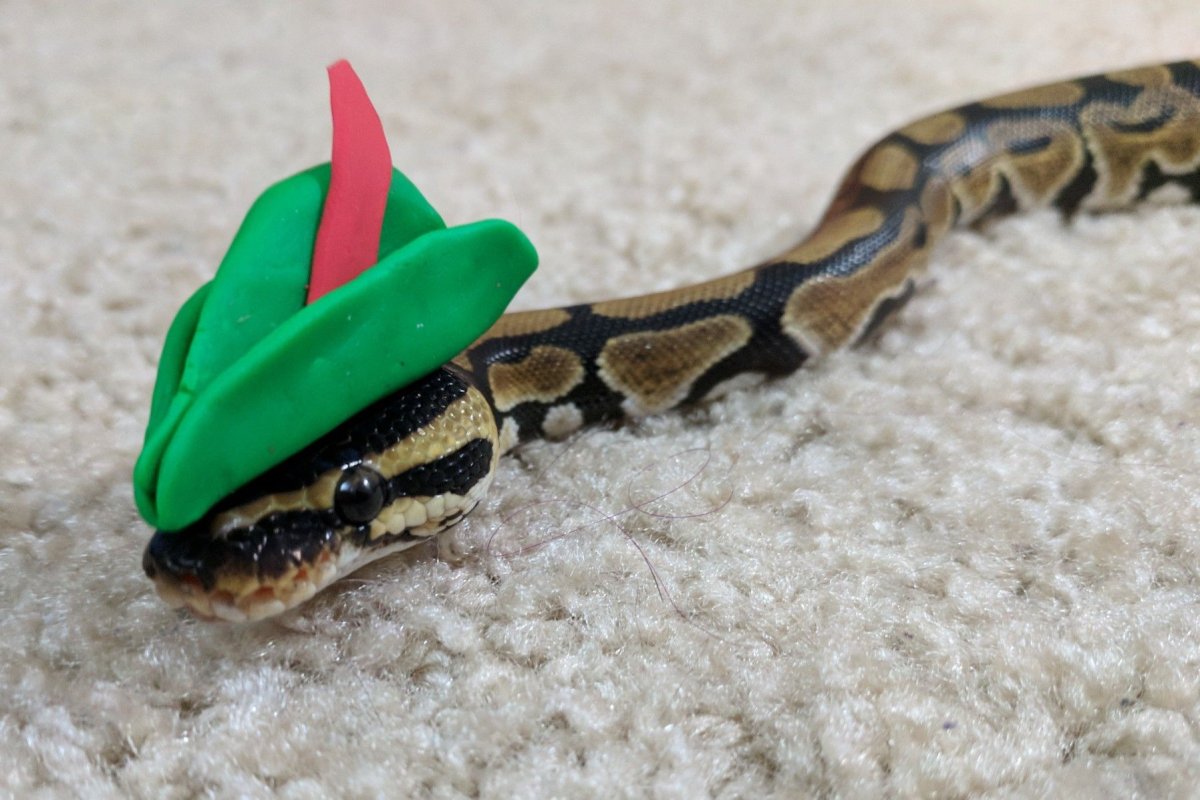 Королевский питон милый