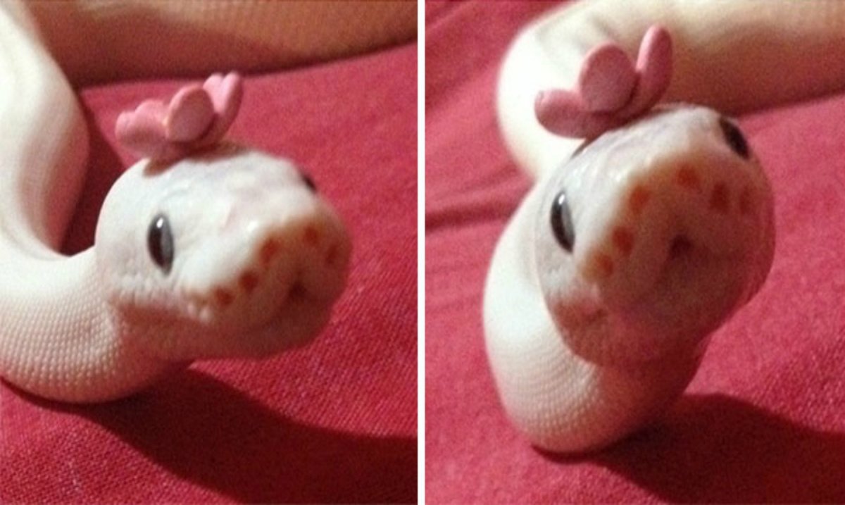 Змея в шапочке