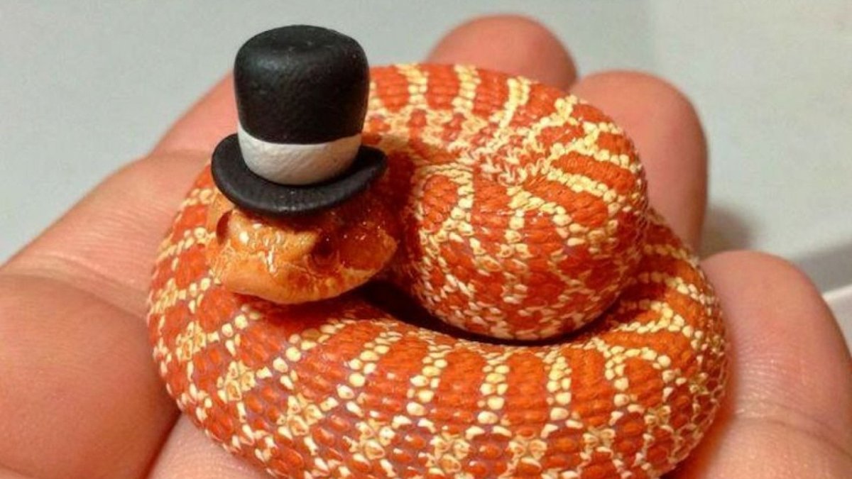 Королевский питон в шапочке