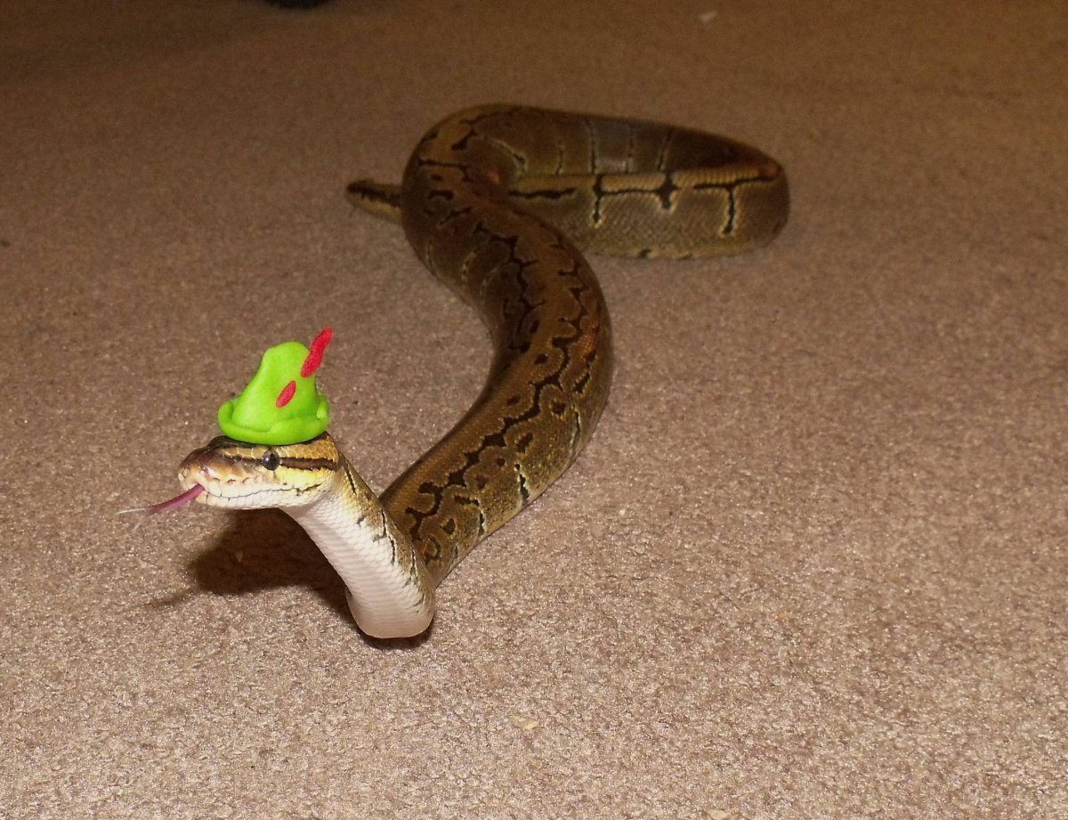 Прикольный змей