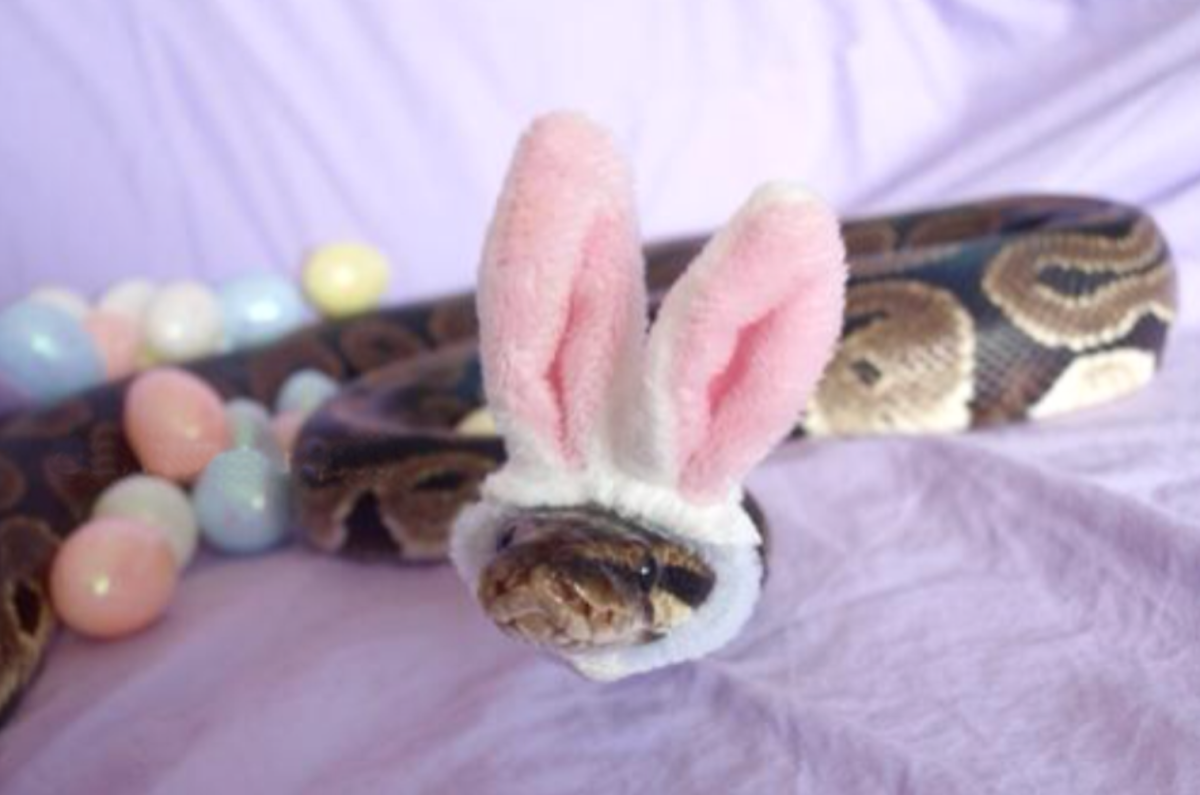 Змея с заячьими ушками