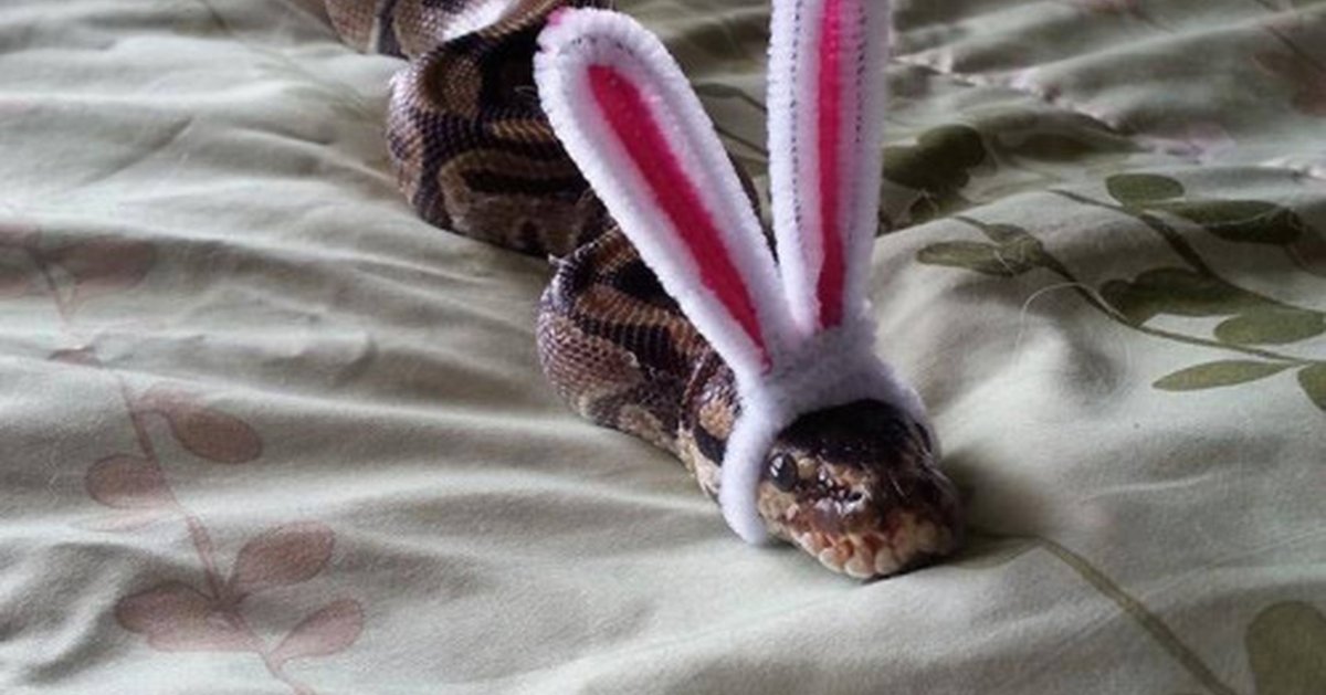 Змея с заячьими ушами