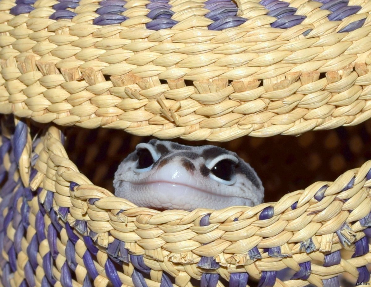 Разноцветная змея