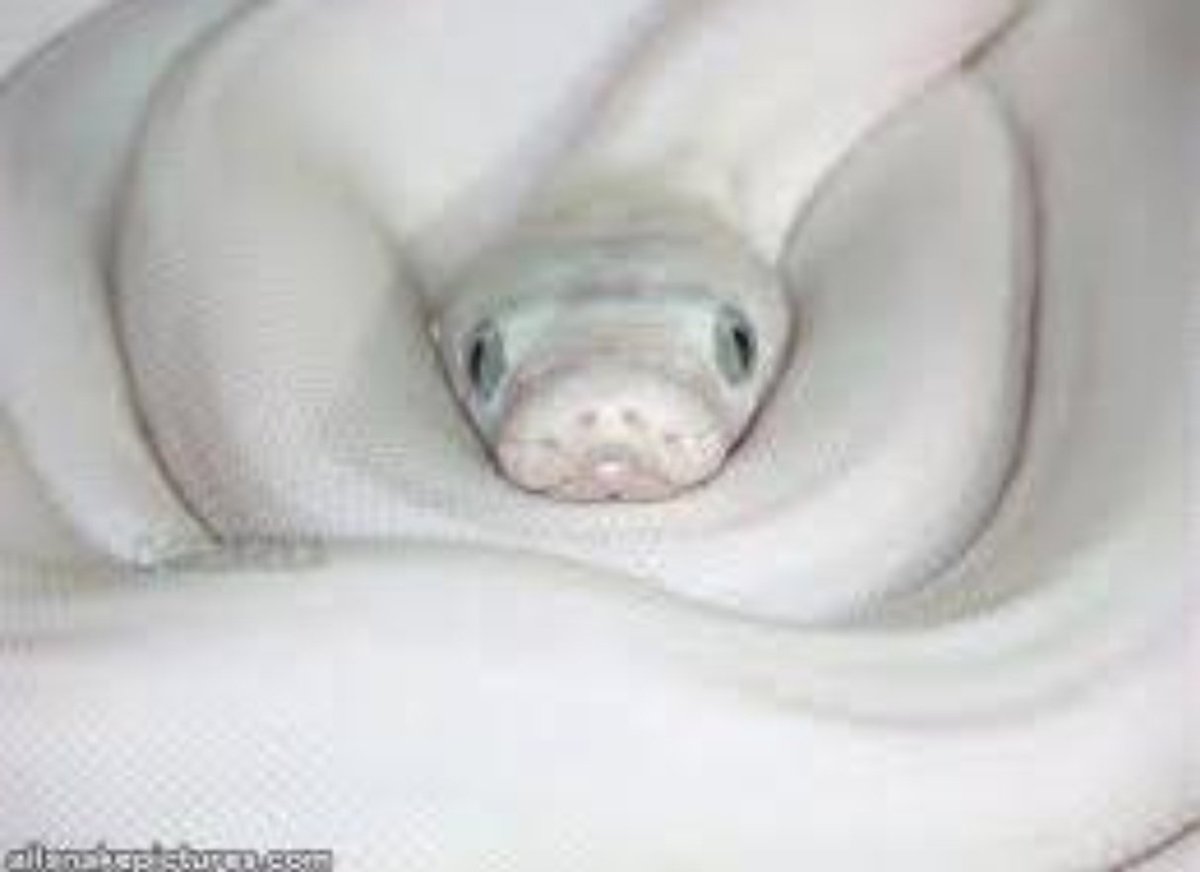 Королевский питон альбинос с голубыми глазами