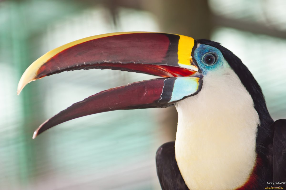 Тукан открытый клюв