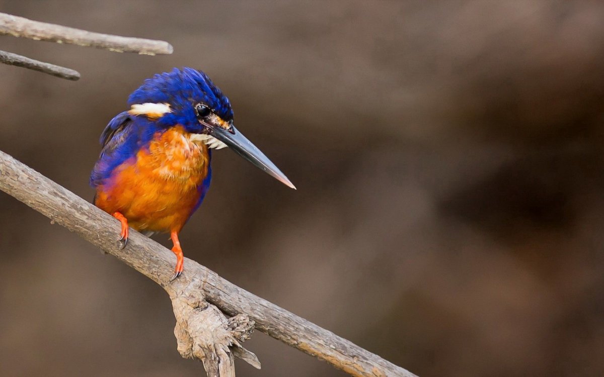 Птичка мозгоклюйка